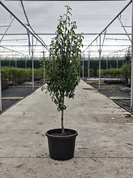 Een jonge perenboom in een zwarte pot, gefotografeerd in een kas.