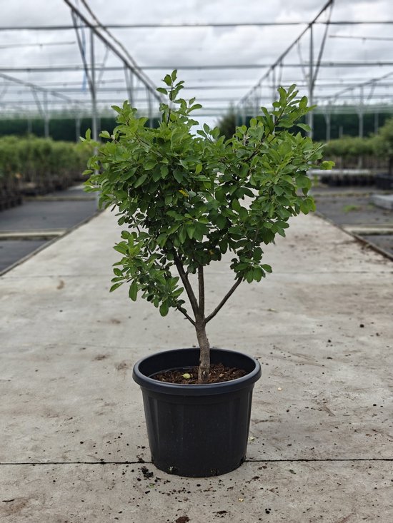 Een jonge pruimenboom in een zwarte pot op een betonnen ondergrond, met een kas op de achtergrond.