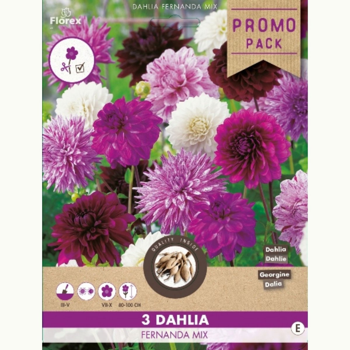 Tuindahlia (Dahlia Hortensis) - Dahlia Fernanda Mix - Bijen-Vlinders - Snijbloemen - Zomerbollen