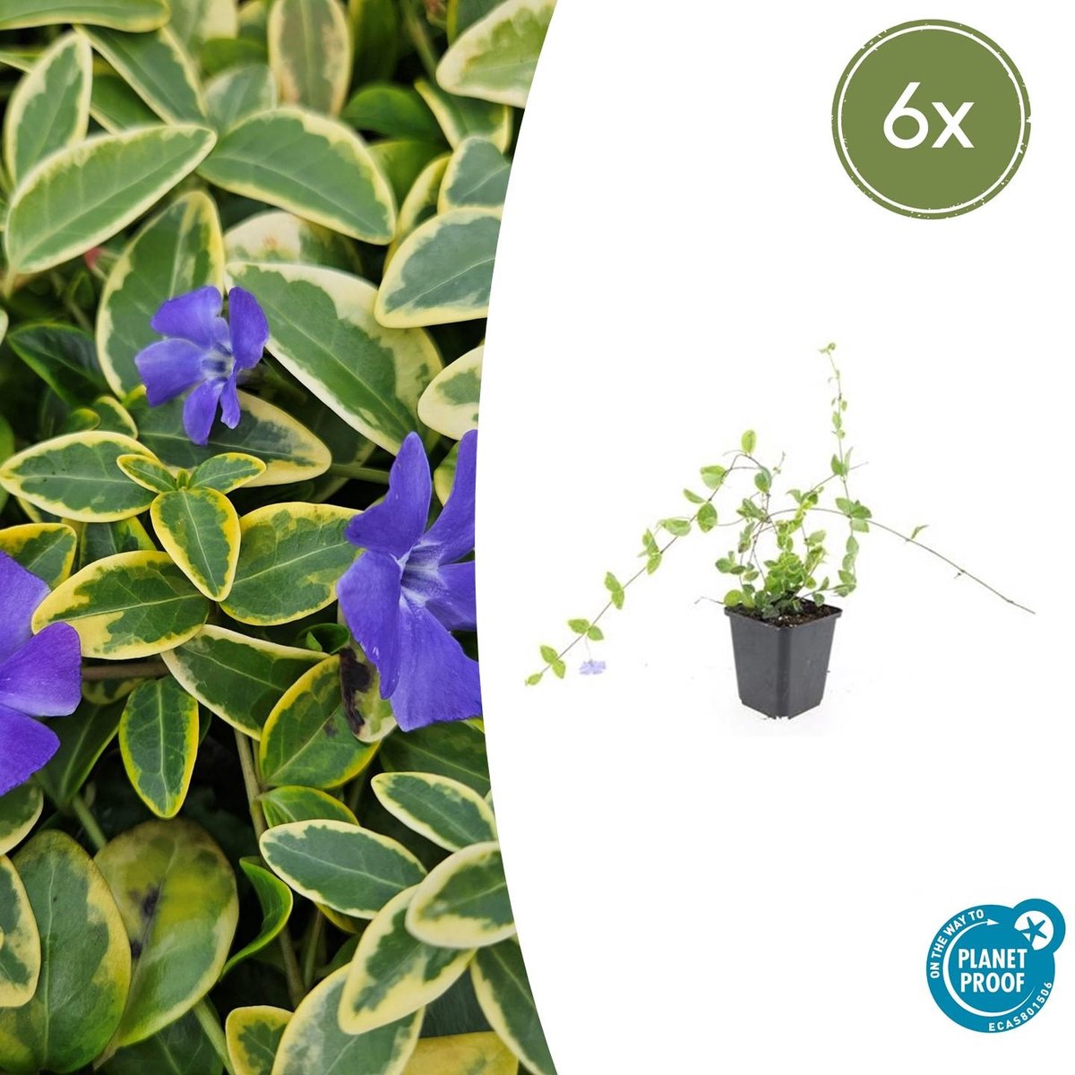 Trendyplants - Vinca minor 'Blue and Gold' - 6 stuks - Maagdenpalm - Winterhard - Hoogte 10-30 cm - Potmaat Ø9cm