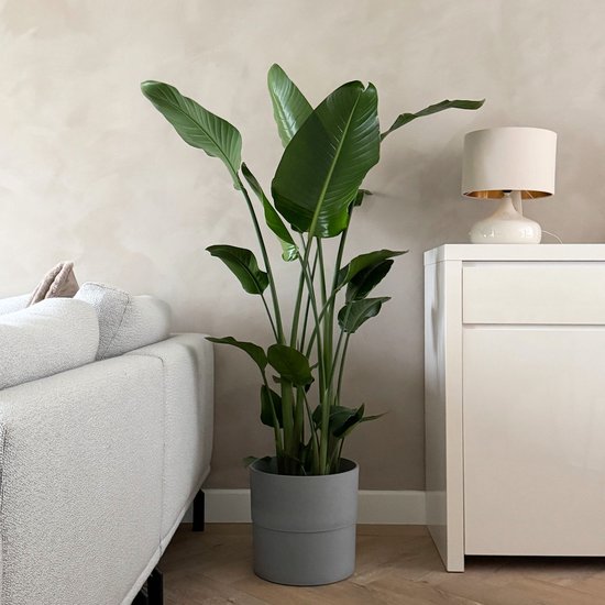 Plant