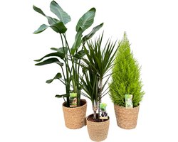 Strelitzia Nicolai Ø21 & Dracena Marginata Ø17 & Cupressus Ø21 with Natural Basket, 80-120cm hoogte, siermand, air purifying, kamerplanten, Inclusief mand, easy to care for, echte planten, geweldig cadeau-idee, great gift idea