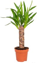 Yucca | Palmlelie - Kamerplant in kwekerspot ⌀12 cm - ↕35-45 cm