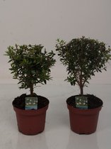 Bomen van Botanicly – 2 × Myrtus communis – Hoogte: 25 cm