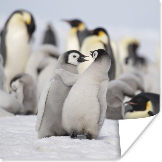 Poster Pinguïn - Sneeuw - Baby - 30x30 cm