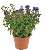 FloriaFor - Aster Showmaker Snow White - - ↨ 25cm - ⌀ 14cm