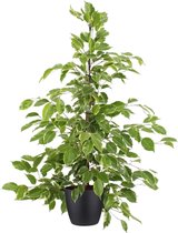 Kamerplant van Botanicly – Rubberboom incl. sierpot zwart als set – Hoogte: 105 cm – Ficus benjamina Golden King