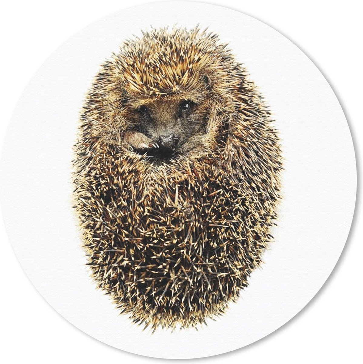 Muismat rond 20x20 cm - Mousepad Egel - Wit - Bruin - Neus - Ronde muismatten