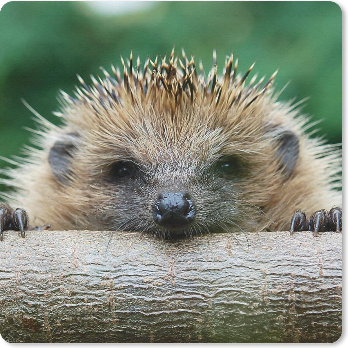 Muismat 20x20 cm - Mousepad Egel - Bos - Boomstam - Muismatten