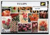 Afbeelding van het spelletje Tulips - Typisch Nederlands postzegel pakket & souvenir. Collectie van verschillende postzegels van (Nederlandse) tulpen – kan als ansichtkaart in een A6 envelop - authentiek cadeau - kado - kaart - tulp - typisch - dutch - nederland - keukenhof