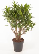 Kamerplant van Botanicly – Drakenboom – Hoogte: 80 cm – Dracaena reflexa Song of Jamaica