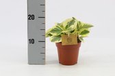 Kamerplant van Botanicly – Peperomia obtipan – Hoogte: 20 cm