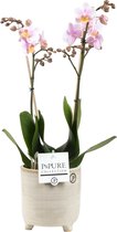 Orchidee van Botanicly – Vlinder orchidee in grijsbeige sierpot als set – Hoogte: 45 cm, 1 tak – Phalaenopsis Amaglad