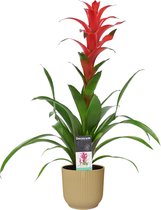 FloraExpert - Guzmania - 60 Cm - Ø 14