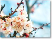 Abrikozenboom met prachtig gekleurde bloemen - 40x30 Canvas Liggend - Natuur - Bloemen