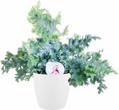 Phlebodium Aureum Davana - Kamerplant - Met Elho® Bloempot Wit - 50cm
