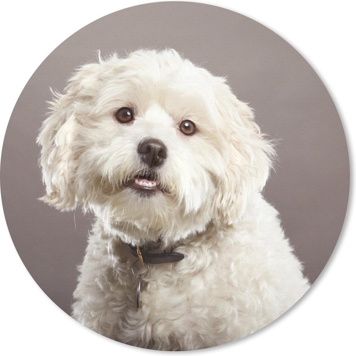Muismat rond 50x50 cm - Mousepad Maltezer honden portret - Ronde muismatten