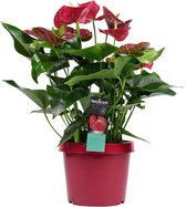 Anthurium Michigan - Hoogte: ↑ 70 cm -