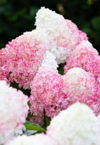 Hydrangea paniculata Living Pink & Rose®