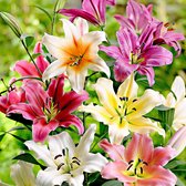 5x Lelie - Lilium - Mix 'Sky High' - Zomerbloei  - 5 bloembollen - Bolomtrek 14cm