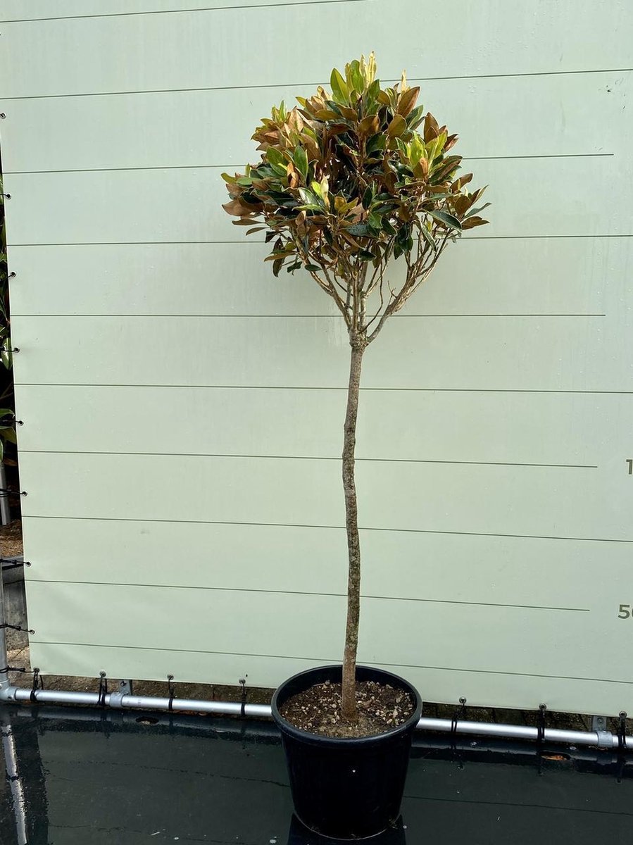 Magnolia Grandiflora Little Gem - Tulpenboom - Winterhard - Pot ⌀ 32cm - Hoogte ca. 200cm