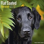 Flat Coated Retriever Kalender 2022