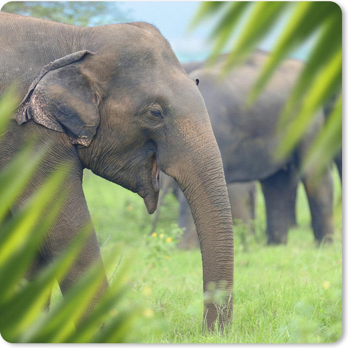 Muismat 20x20 cm - Mousepad Olifant - Palmboom - Dieren - Muismatten