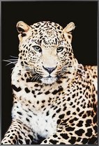 Schilderij Leopardo (120 x 80 x 2,5 cm)