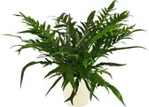 Kamerplant van Botanicly – Aglaonema incl. crème kleurig sierpot als set – Hoogte: 55 cm