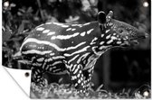 Muurdecoratie Jonge tapir in de jungle - zwart wit - 180x120 cm - Tuinposter - Tuindoek - Buitenposter