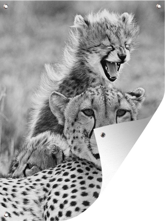 Tuinposter - Tuindoek - Tuinposters buiten - Cheeta en haar baby cheeta's - zwart wit - 90x120 cm - Tuin