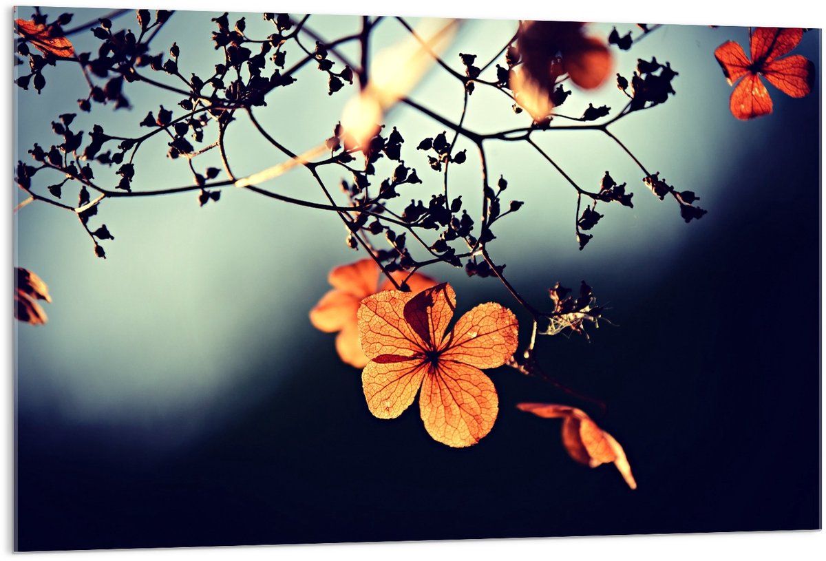 KuijsFotoprint Acrylglas - Oranje Bloem in een Boom - 120x80cm Foto op Acrylglas (Met Ophangsysteem) Zwart