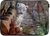 Housse ordinateur 13 pouces 34x24 cm - Snow leopard - Housse Macbook & Laptop Young snow leopard on a rock - Housse ordinateur portable avec photo