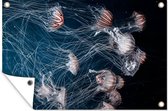 Tuinposters buiten Zeedieren - Kwal - Water - 90x60 cm - Tuindoek - Buitenposter