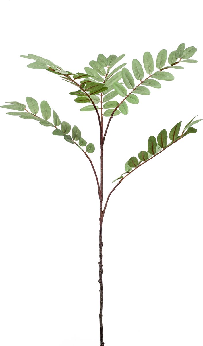 kunsttak Mahonia