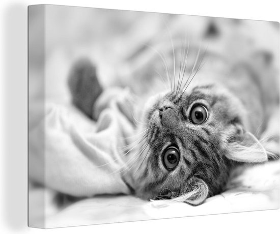 Tableau Tableau Chat allong sur une couverture noir et blanc