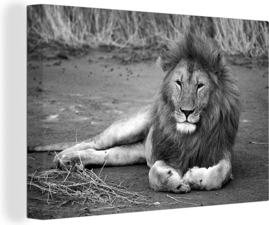 Canvas Schilderij Liggende leeuw in Afrika - zwart wit - 60x40 cm - Wanddecoratie