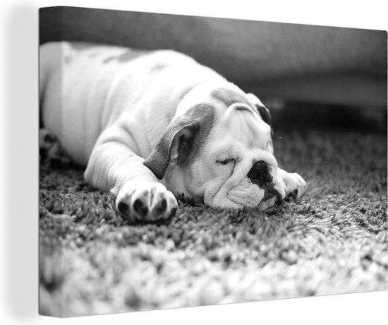 Canvas Schilderij Engelse bulldog slaapt op een kleed - zwart wit - Wanddecoratie