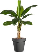Kunstplant Bananenplant in Easy antraciet H140cm - HTT Decorations