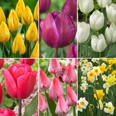 150x Narcis en Tulp - Mix 'Lente Lang' - 150 bollen