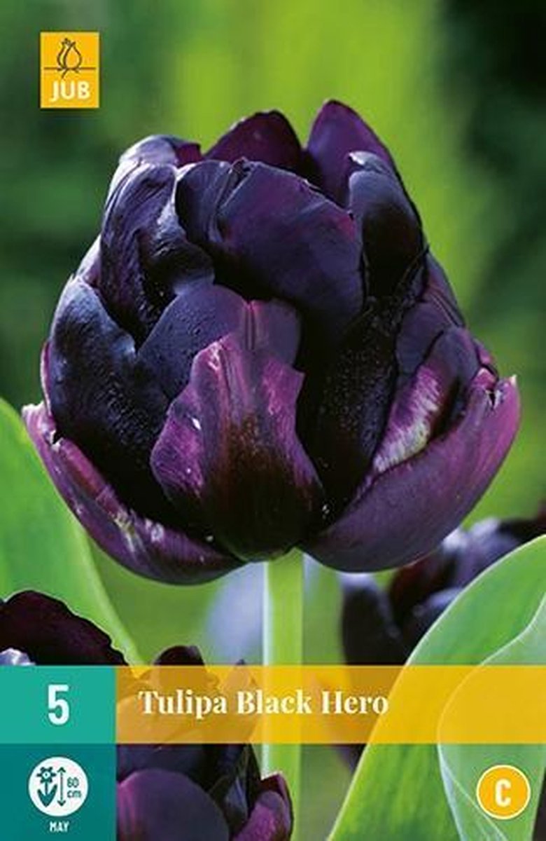 X 5 Tulipa Black Hero