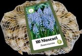Jub Holland Blauwe druiven bloembollen - XXL Muscari (Druifhyacint/Blauw druifje) bloembollen - Armeniacum - 100 stuks