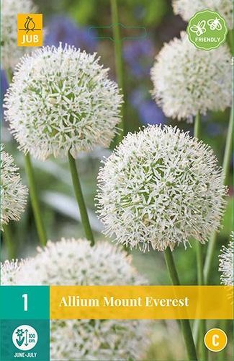 JUB - Allium Mount Everest, 1 bloembol