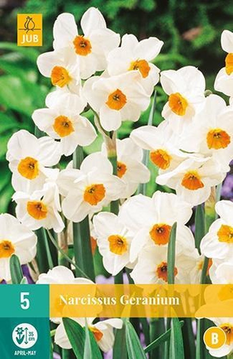 X 5 Narcissus Geranium
