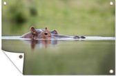 Tuindecoratie Nijlpaard - Kop - Water - 60x40 cm - Tuinposter - Tuindoek - Buitenposter