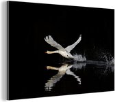Flying swan Aluminium 180x120 cm - Tirage photo sur Aluminium (décoration murale métal) XXL / Groot format!