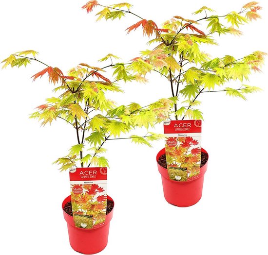 2x Acer shirasawanum 'Moonrise' - Japanse Esdoorn - Heester - Winterhard - ⌀19 cm - 40-50 cm