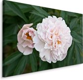 Schilderij - Witte Pioen roos , print op  canvas, premium print , Wanddecoratie