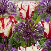 1-2-3 bloembollen disk - 'Spring Celebration' - rood-wit-blauw