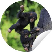Tuincirkel Chimpansee - Steen - Jong - 150x150 cm - Ronde Tuinposter - Buiten